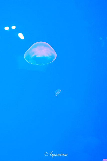 e0163608_2330069.jpg