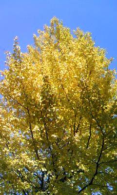 c0150520_12132389.jpg
