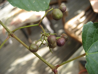 f0139520_1145674.jpg