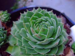 f0147025_882848.jpg