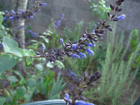 c0219737_1311210.jpg