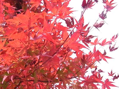 b0019140_15575868.jpg