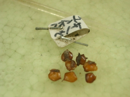 c0025140_2124330.jpg