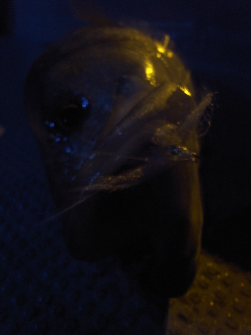 c0153951_17405238.jpg