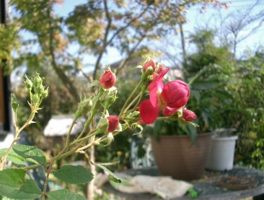 c0186463_22424190.jpg