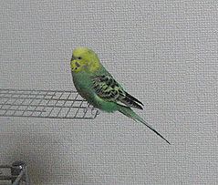 f0196665_02134.jpg