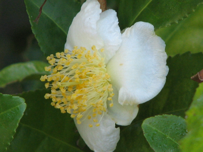 d0050472_937491.jpg