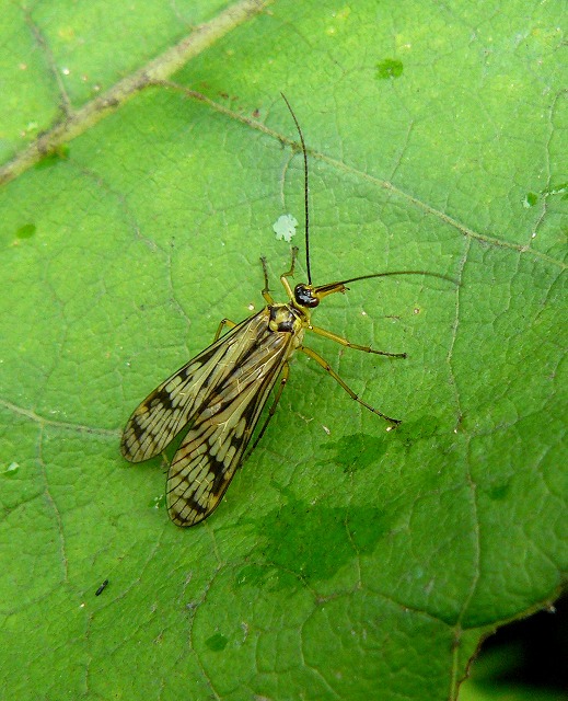 d0019074_17175815.jpg
