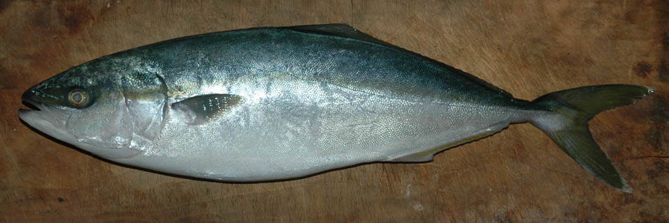 c0170789_20115097.jpg