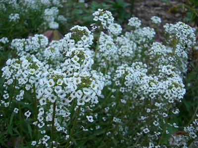 c0117007_20391571.jpg
