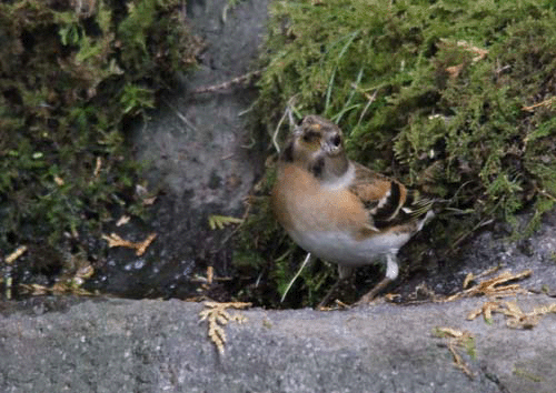c0213607_19124714.gif