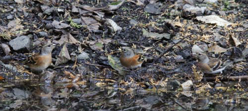 c0213607_1994946.gif