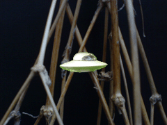 e0005548_2157658.gif