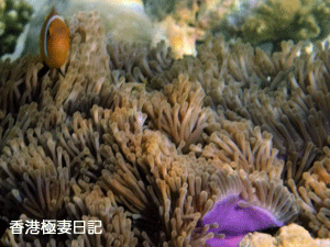f0190653_9255420.gif