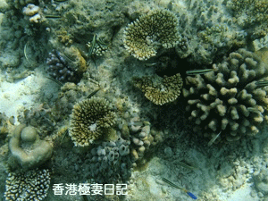 f0190653_926571.gif