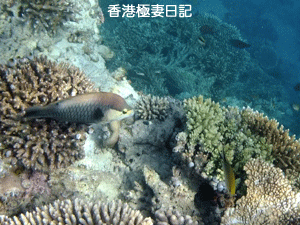 f0190653_9283977.gif