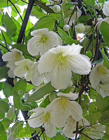 a0001354_22373875.jpg