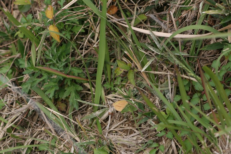 b0088772_971686.jpg