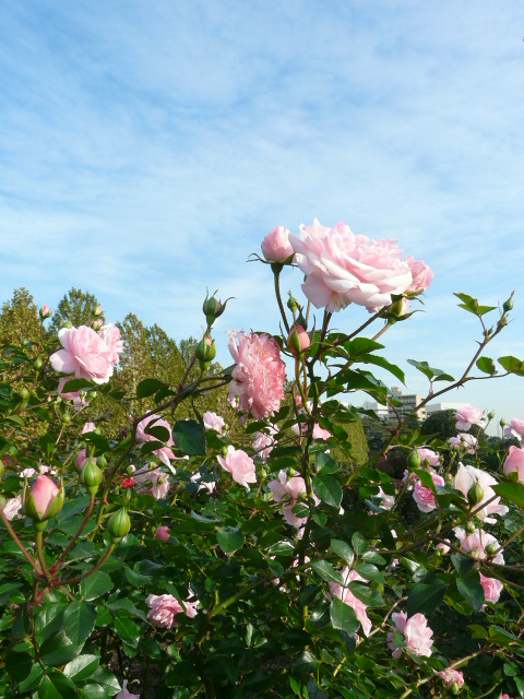 e0145782_1862315.jpg