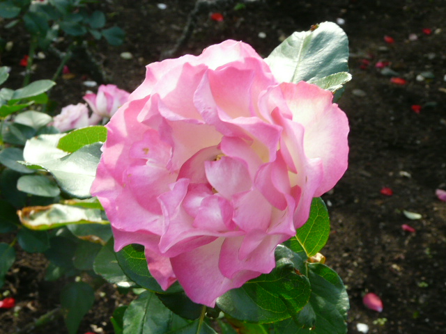 e0145782_1881892.jpg
