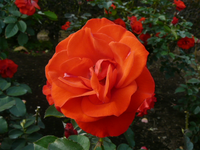 e0145782_1884125.jpg