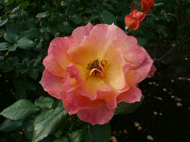 e0145782_189111.jpg