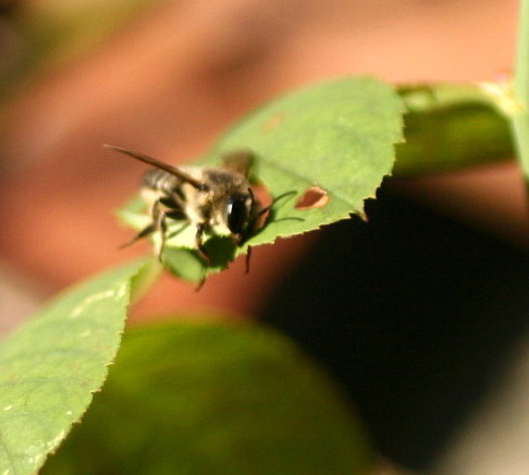 e0154682_2240439.jpg
