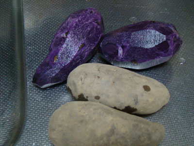 a0047200_803921.jpg