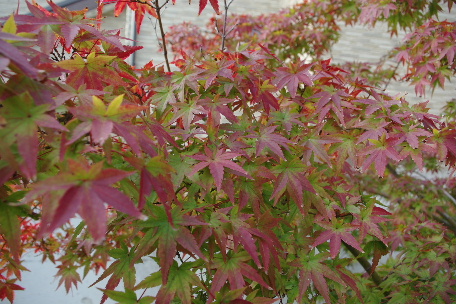 c0056707_10112080.jpg