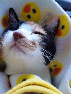c0201113_20301294.jpg