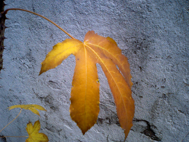 a0101715_11215970.jpg