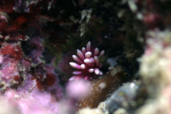 b0044726_752781.jpg
