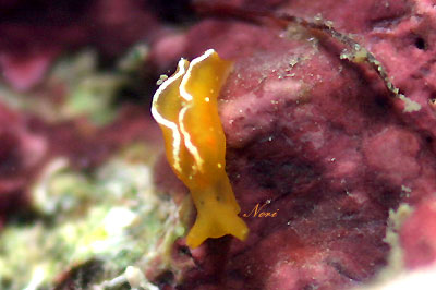b0044726_7541464.jpg