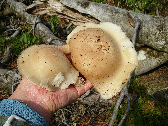 f0118332_016526.jpg