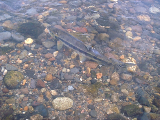 e0119840_22571435.jpg