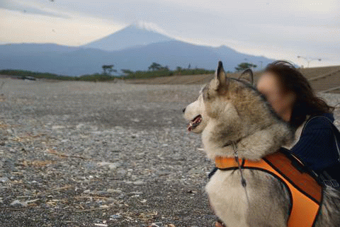 e0143442_1045124.gif