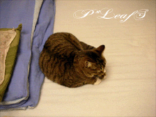 c0176651_23531320.gif