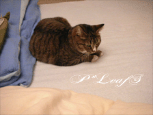 c0176651_2353157.gif