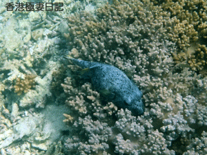 f0190653_1011151.gif