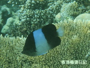 f0190653_10113195.gif