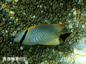 f0190653_10121571.gif