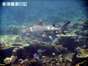f0190653_108352.jpg