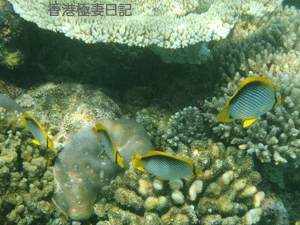 f0190653_1091953.gif