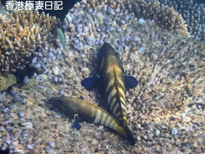 f0190653_1093785.gif