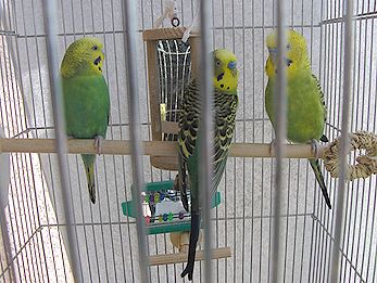 f0196665_0401621.jpg