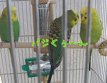 f0196665_0584041.jpg