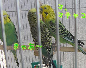 f0196665_0592265.jpg
