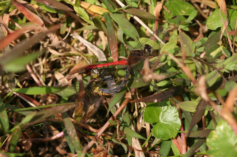 b0088772_2195090.jpg