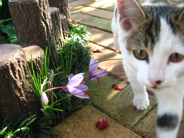 d0070473_98658.jpg