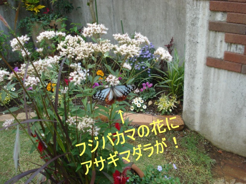f0165677_2324493.jpg